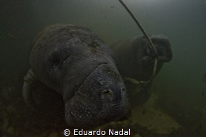 manatee 3 by Eduardo Nadal 